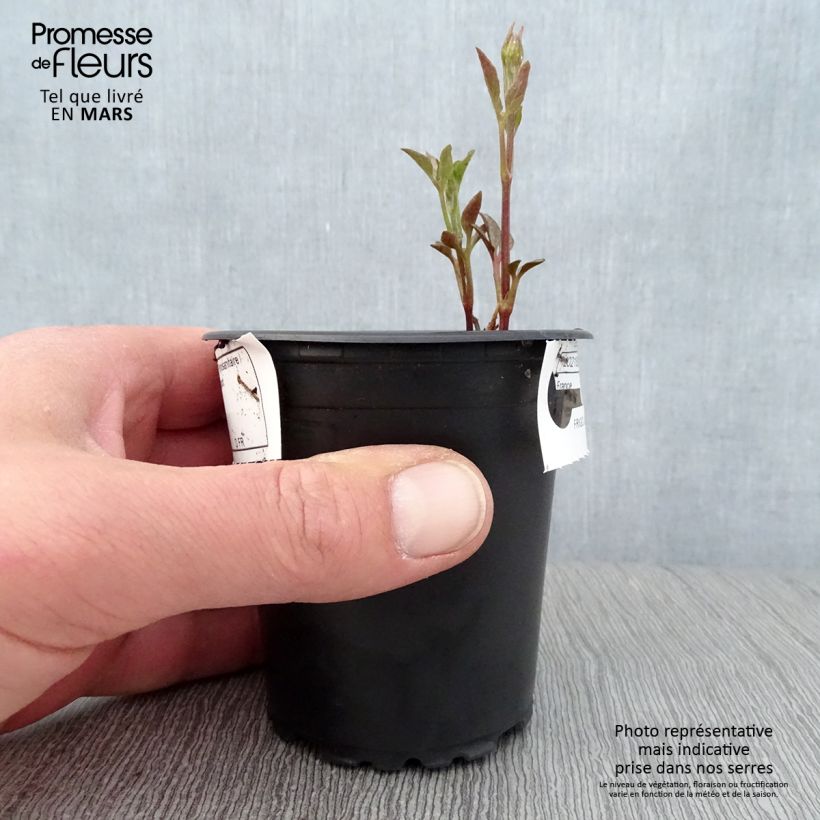 Example of Clématite - Clematis Sunset Godet de 8/9 cm as you get in printemps