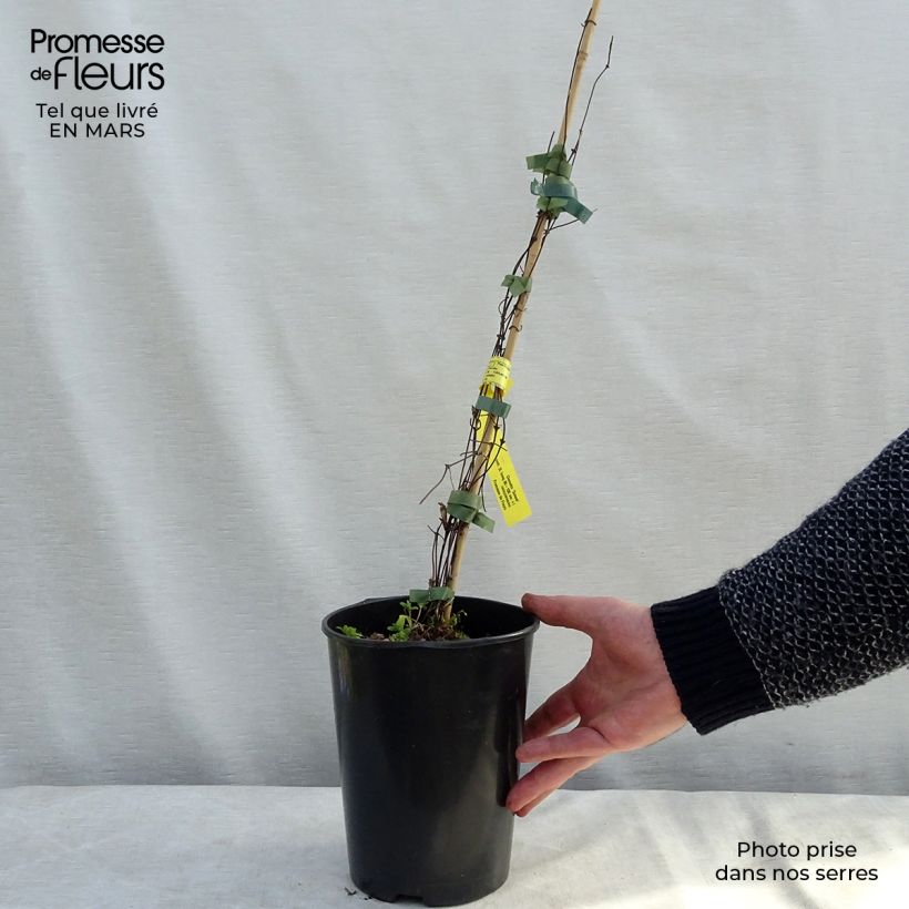 Example of Clématite - Clematis Sunset Pot de 2L/3L as you get in printemps