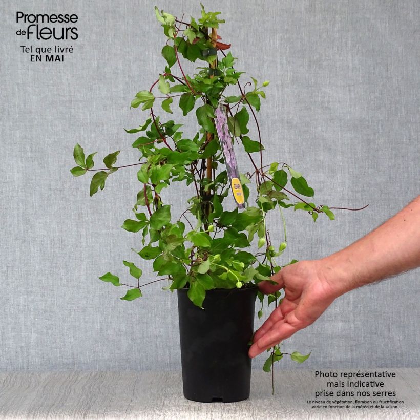Example of Clématite - Clematis Super Cute Pot de 2L/3L as you get in printemps