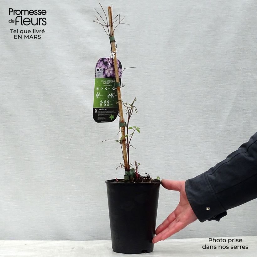 Example of Clématite - Clematis Super Nova   Pot de 2L/3L as you get in printemps