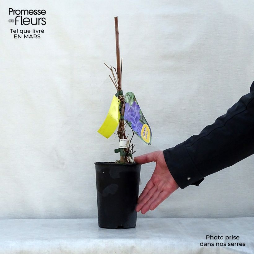 Example of Clématite - Clematis Supernight Pot de 2L/3L as you get in printemps