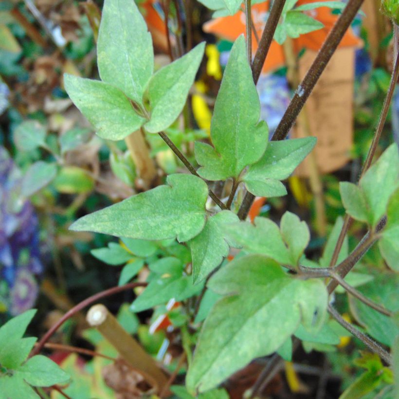 Clématite - Clematis Taiga  (Foliage)