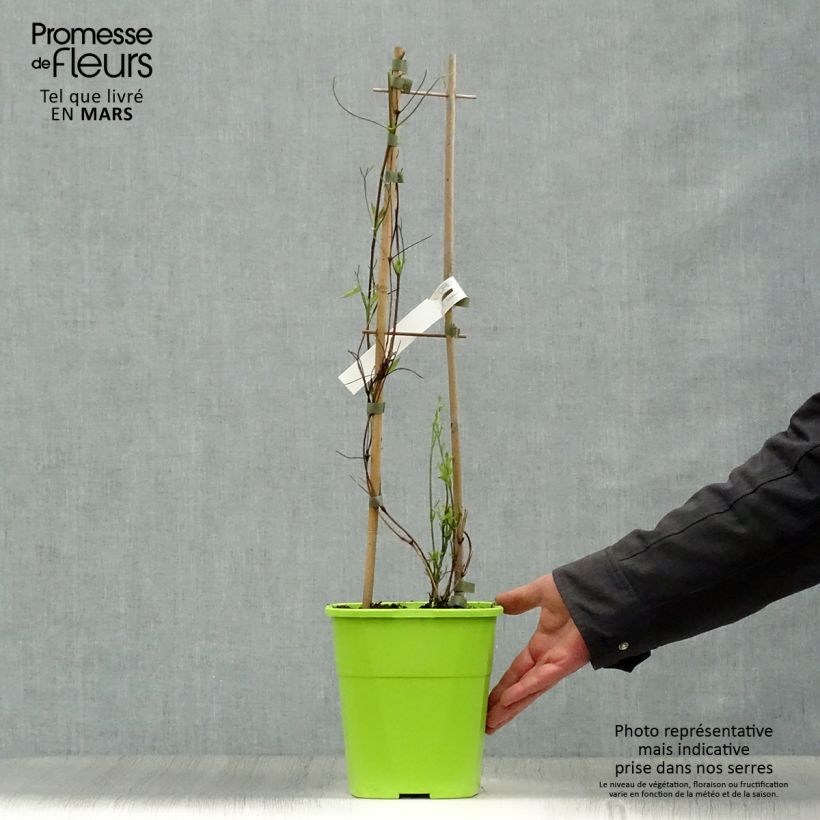Example of Clématite - Clematis Taiga  Pot de 3L/4L as you get in printemps