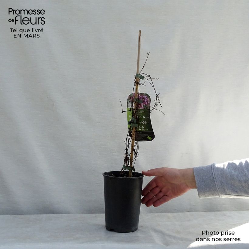 Example of Clématite - Clematis Temptation Pot de 2L/3L as you get in printemps