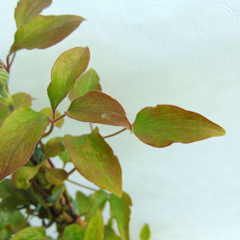 Clématite - Clematis Teshio (Foliage)