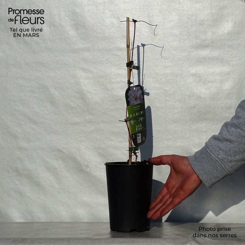 Example of Clématite - Clematis Teshio Pot de 2L/3L as you get in printemps