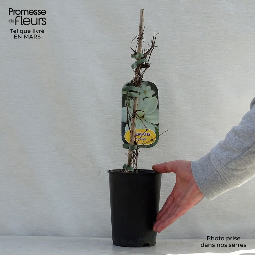 Example of Clématite - Clematis The Bride Pot de 2L/3L as you get in printemps