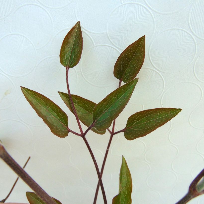 Clématite - Clematis The President (Foliage)