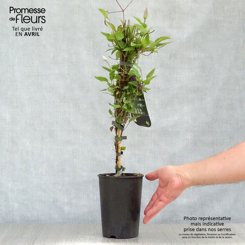 Example of Clématite - Clematis The President Pot de 2L/3L as you get in printemps