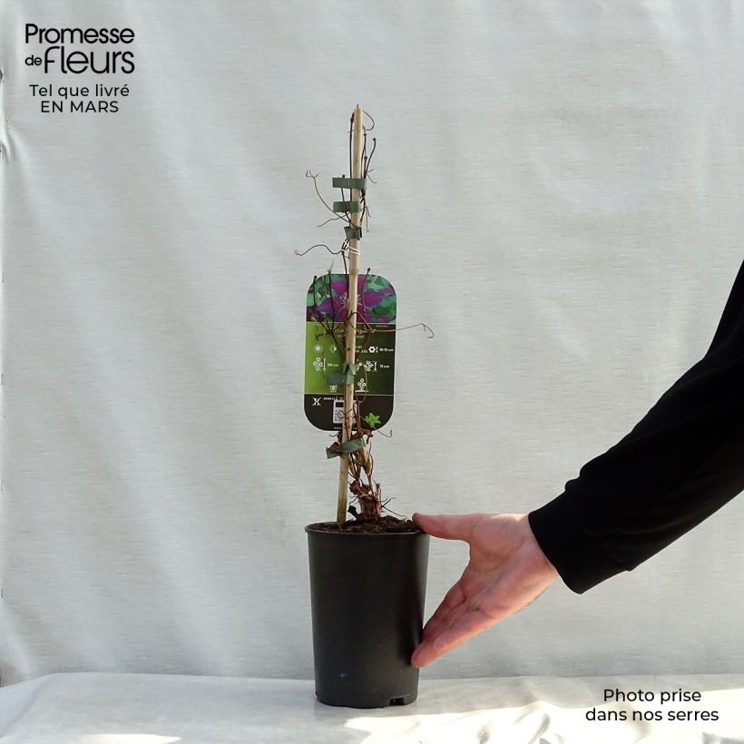 Example of Clématite - Clematis The Vagabond Pot de 2L/3L as you get in printemps