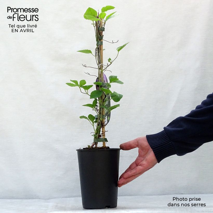 Example of Clématite - Clematis Tie Dye Pot de 2L/3L as you get in printemps