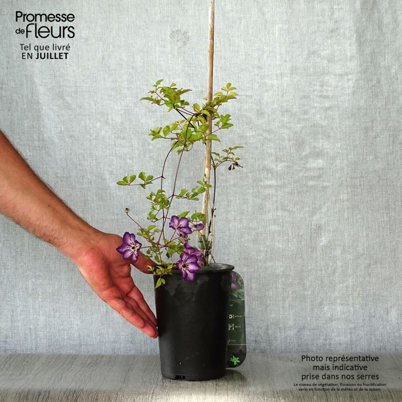 Spécimen de Clématite - Clematis Venosa Violacea Pot de 2L/3L tel que livré en été