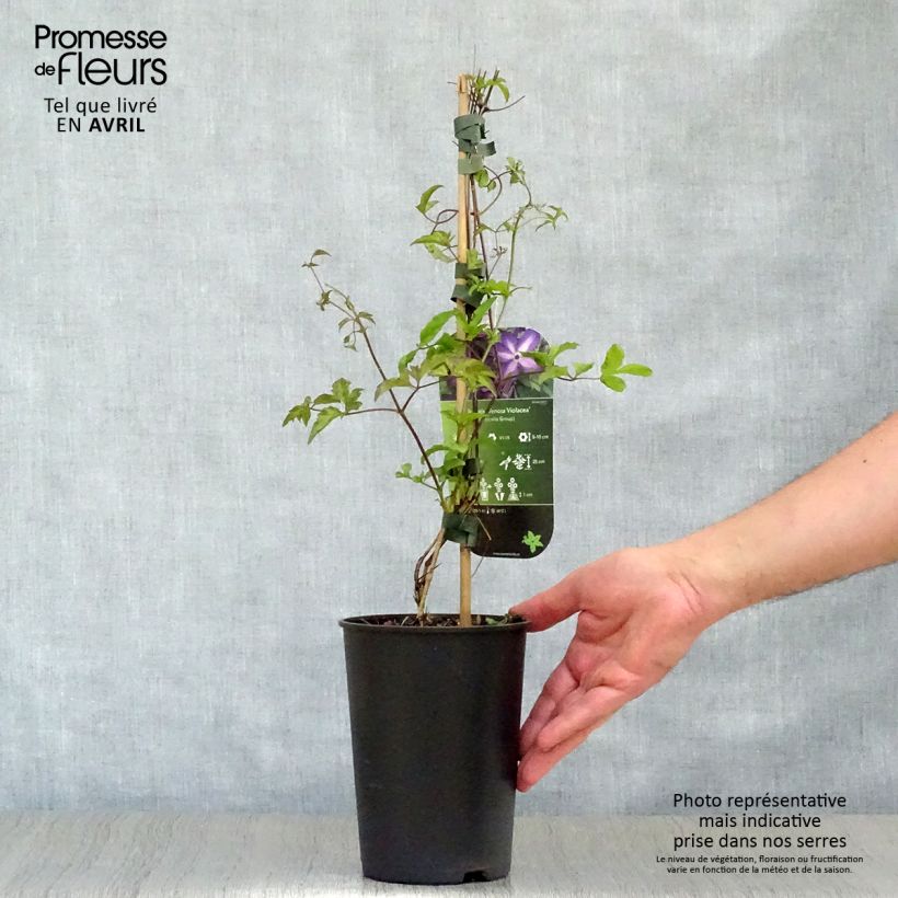 Example of Clématite - Clematis Venosa Violacea Pot de 2L/3L as you get in printemps