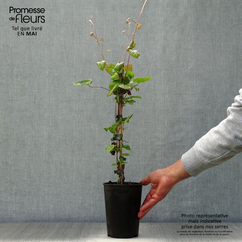 Example of Clématite - Clematis Veronica's Choice Pot de 2L/3L as you get in printemps