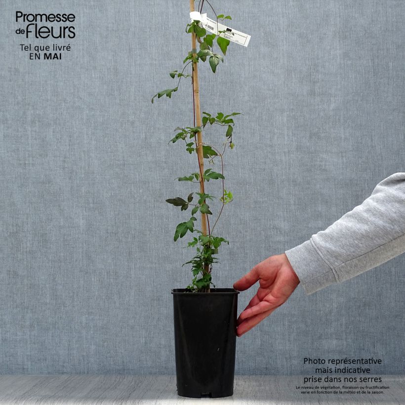 Spécimen de Clématite - Clematis Viennetta Pot de 2L/3L tel que livré au printemps