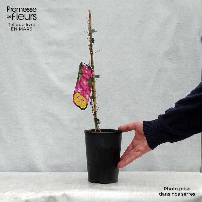 Spécimen de Clématite - Clematis Ville de Lyon  Pot de 1,5L/2L tel que livré au printemps