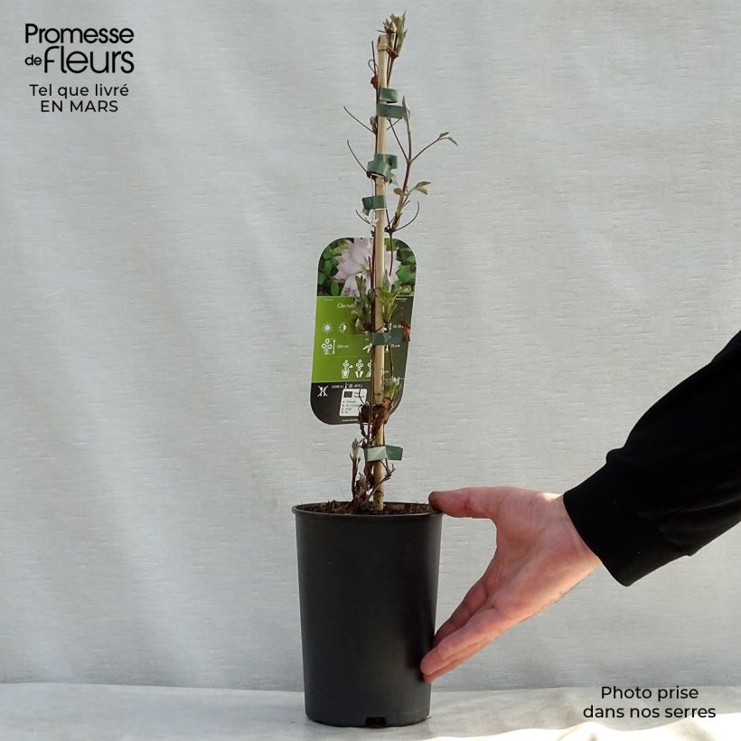 Example of Clématite - Clematis Violet Elisabeth Pot de 2L/3L as you get in printemps