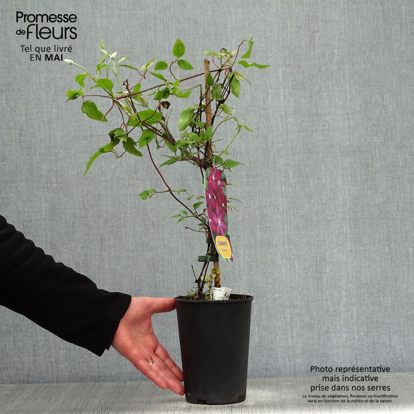 Example of Clématite - Clematis Voluceau Pot de 2L/3L as you get in printemps