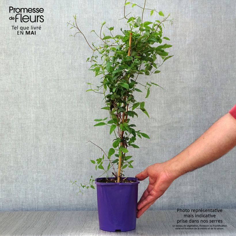 Example of Clématite - Clematis Vyvyan Pennell Pot de 2L/3L as you get in printemps