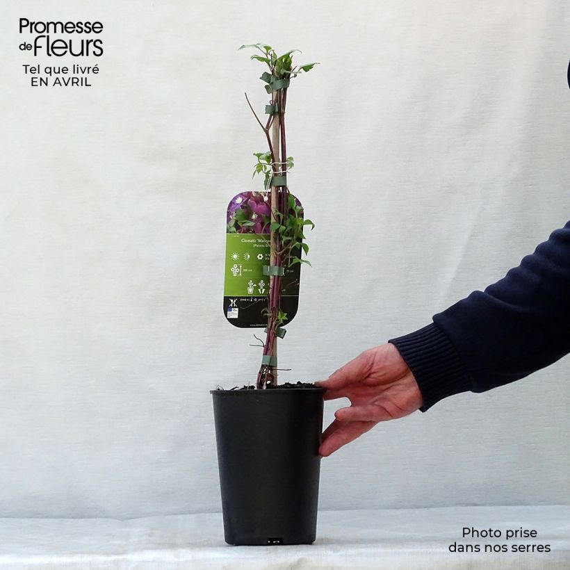 Example of Clématite - Clematis Warszawska Nike Pot de 2L/3L as you get in printemps