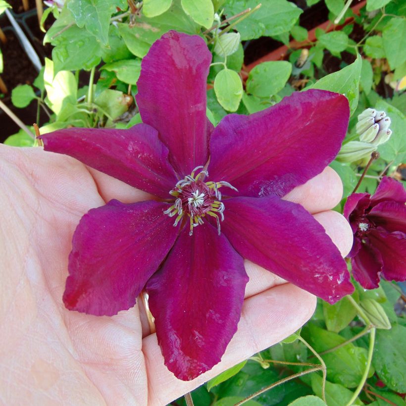Clématite - Clematis Westerplatte (Flowering)