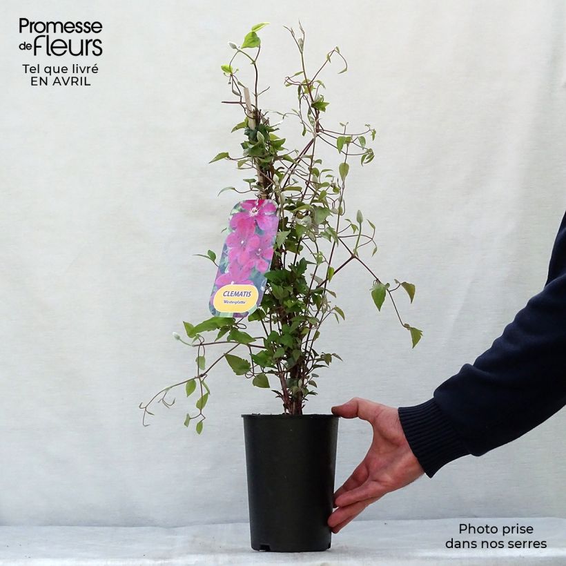 Example of Clématite - Clematis Westerplatte Pot de 2L/3L as you get in printemps