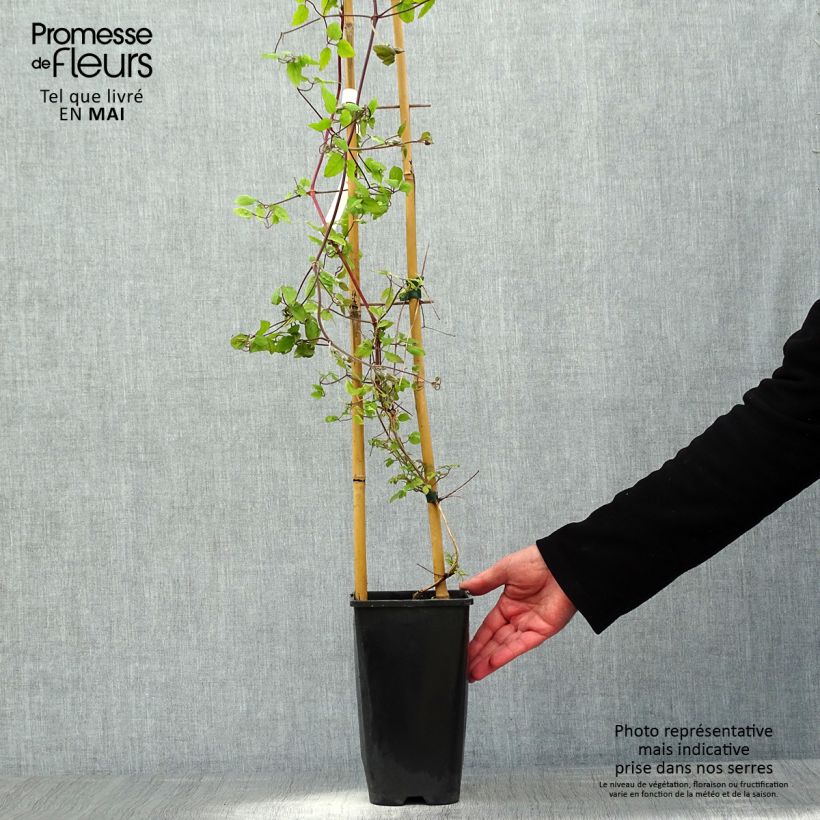 Spécimen de Clématite - Clematis Will Goodwin Pot de 2L/3L tel que livré au printemps