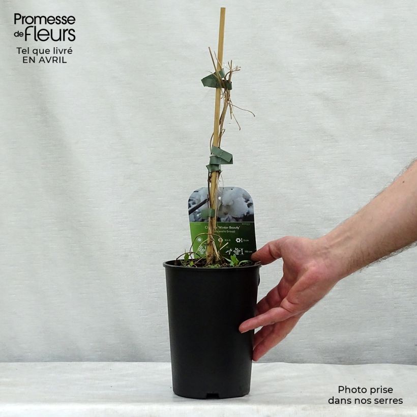 Example of Clématite - Clematis Winter Beauty Pot de 2L/3L as you get in printemps