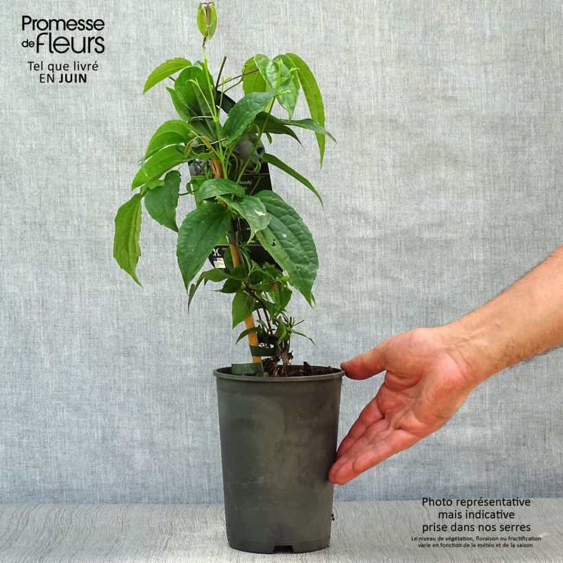 Spécimen de Clématite - Clematis Winter Beauty Pot de 2L/3L tel que livré en été