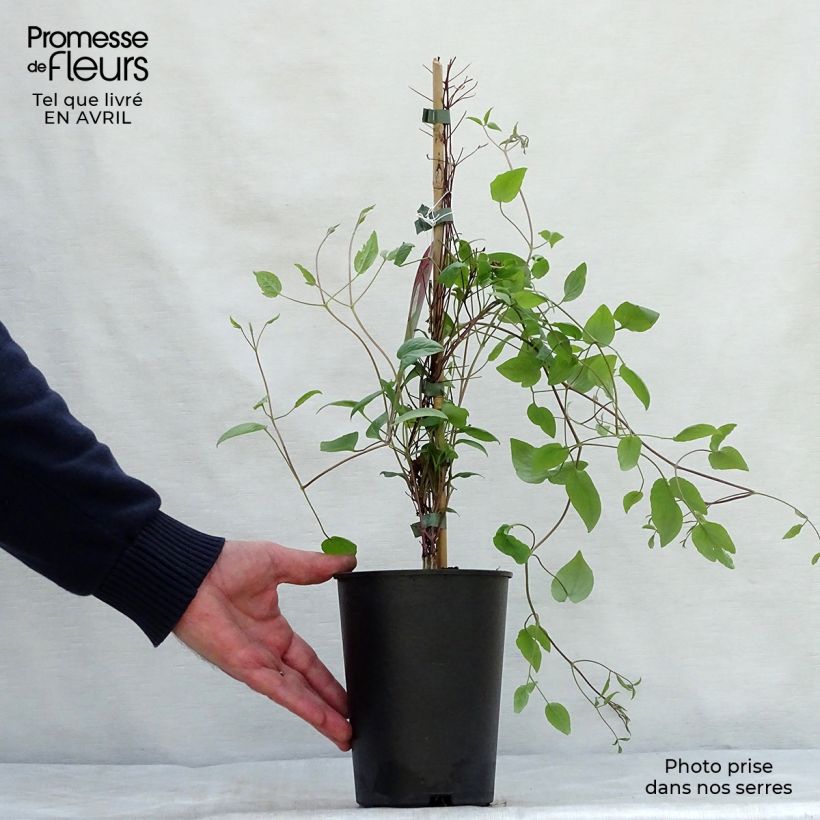 Example of Clématite - Clematis Wonderful  Pot de 2L/3L as you get in printemps