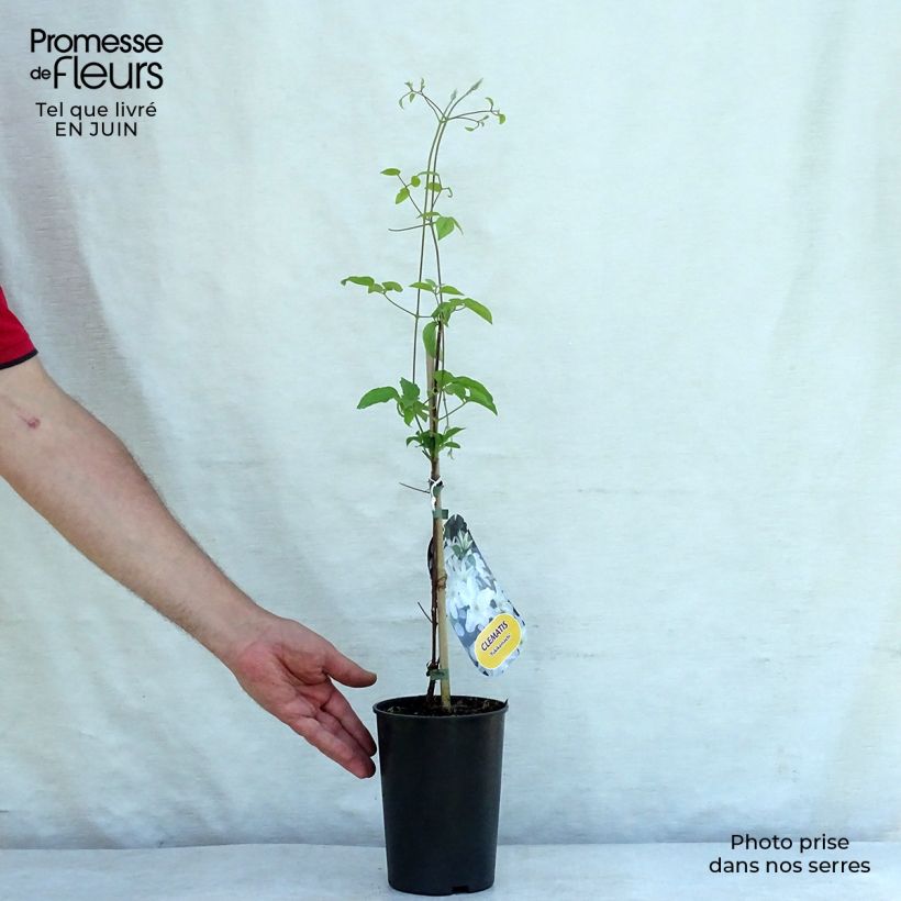 Spécimen de Clématite - Clematis Yukikomachi Pot de 2L/3L tel que livré en été