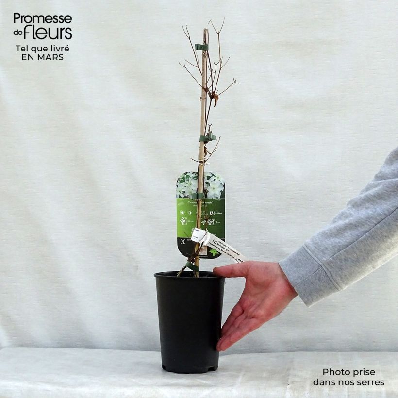 Example of Clématite - Clematis Yukikomachi Pot de 2L/3L as you get in printemps