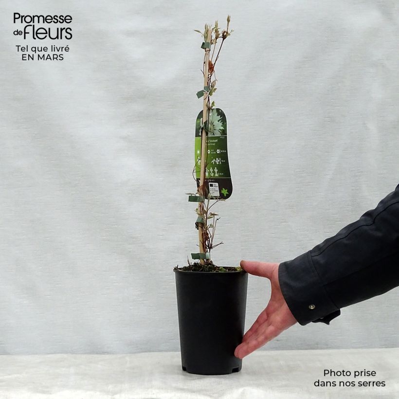 Example of Clématite - Clematis Yukiokoshi Pot de 2L/3L as you get in printemps