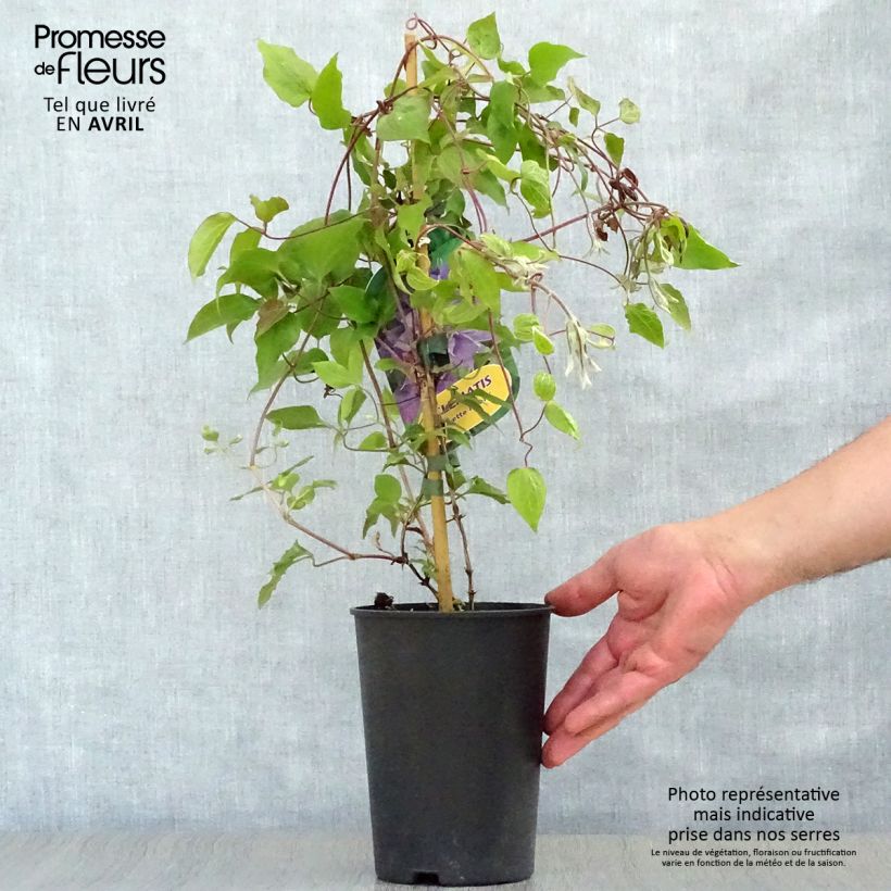 Example of Clématite - Clematis Yvette Houry Pot de 1,5L/2L as you get in printemps