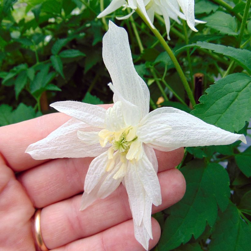 Clématite - Clematis alpina Albina Plena (Flowering)