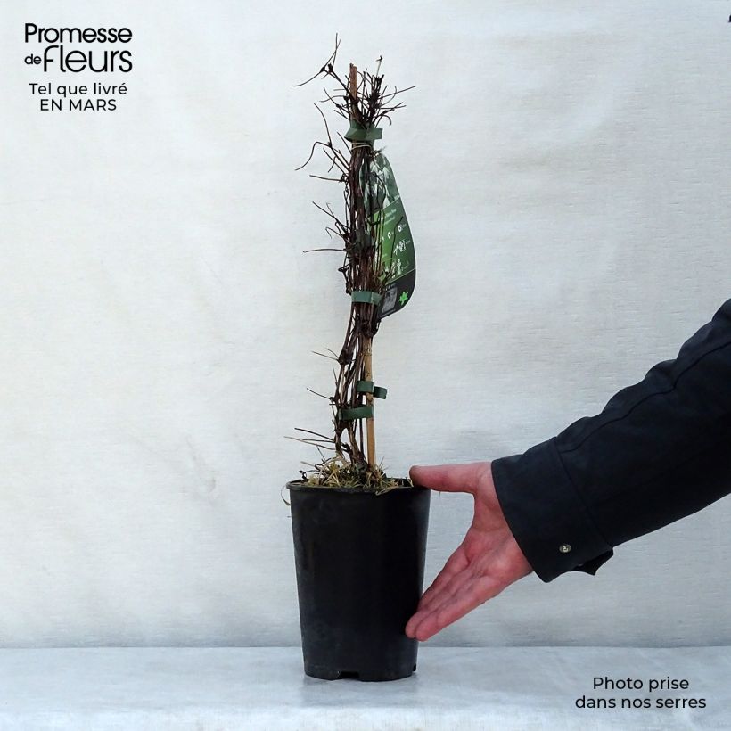 Example of Clématite - Clematis alpina Albina Plena Pot de 2L/3L as you get in printemps