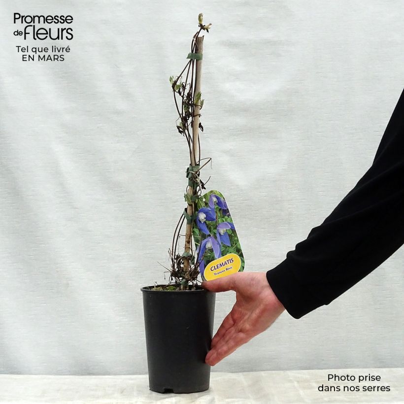 Example of Clématite - Clematis alpina Francis Rivis Pot de 2L/3L as you get in printemps