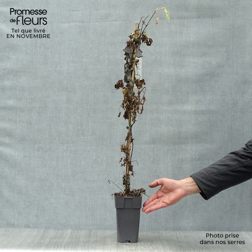 Spécimen de Clématite - Clematis alpina Ocean Pearl   Pot de 2L/3L tel que livré en automne