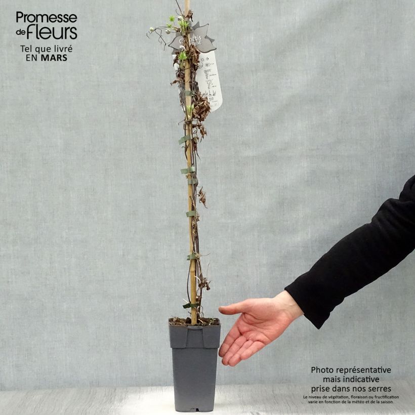 Example of Clématite - Clematis alpina Ocean Pearl   Pot de 2L/3L as you get in printemps
