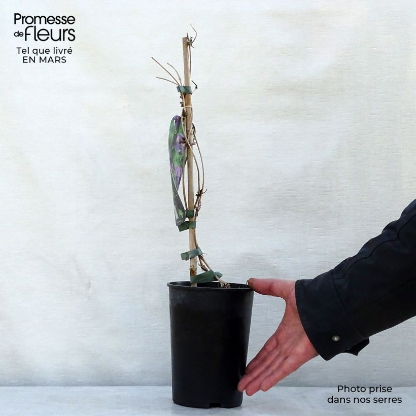 Example of Clématite - Clematis alpina Ruby Pot de 2L/3L as you get in printemps