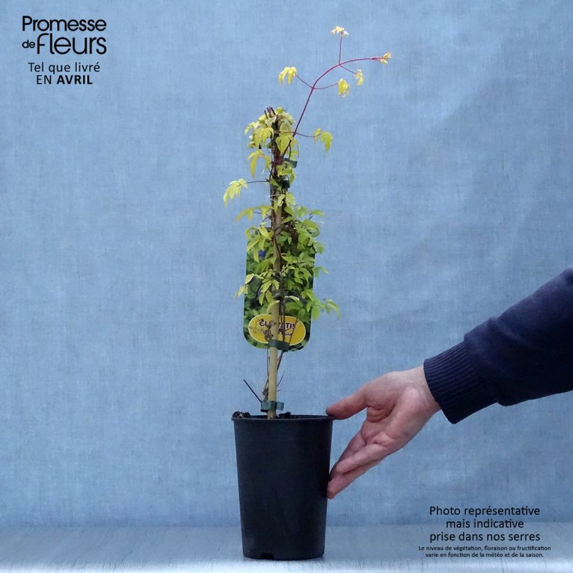 Example of Clématite - Clematis alpina Stolwijk Gold Pot de 2L/3L as you get in printemps