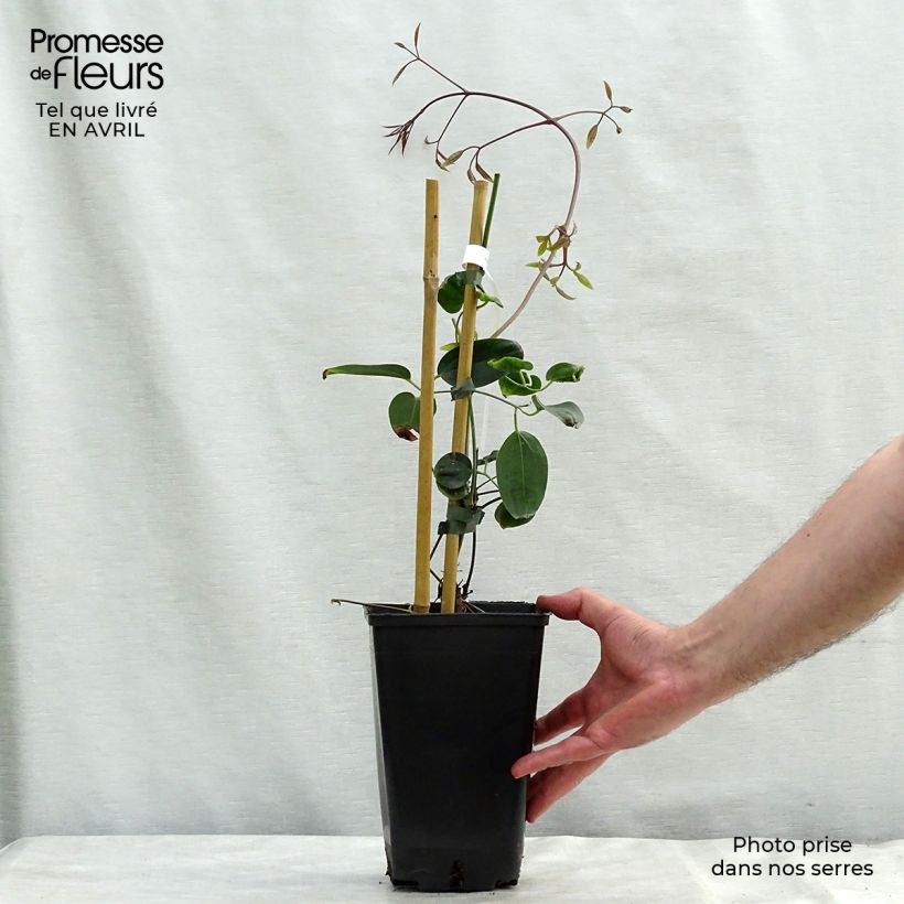 Example of Clematis armandii Apple Blossom - clématite du père Armand Pot de 2L/3L as you get in printemps