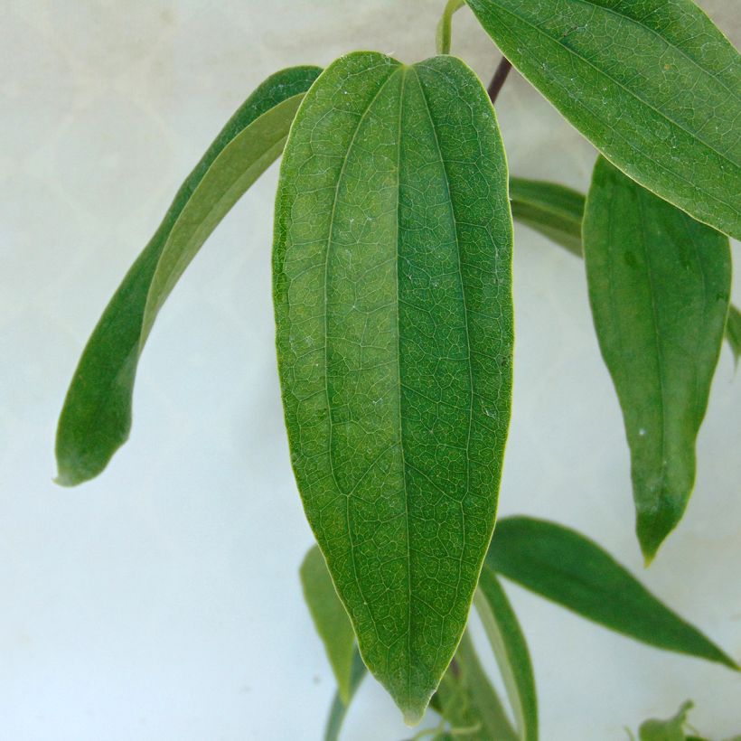 Clématite - Clematis armandii Little White Charm (Foliage)