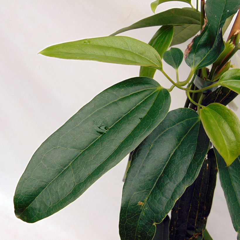 Clématite - Clematis armandii Snowdrift (Foliage)