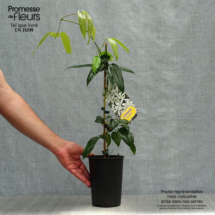 Spécimen de Clématite - Clematis armandii Snowdrift Pot de 2L/3L tel que livré en été