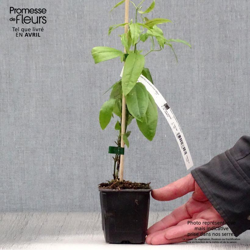 Example of Clématite - Clematis armandii Godet de 8/9 cm as you get in printemps