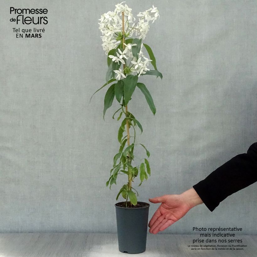 Example of Clématite - Clematis armandii Pot de 2L/3L as you get in printemps