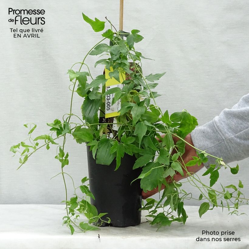 Example of Clématite - Clematis cirrhosa Advent Bells Pot de 2L/3L as you get in printemps