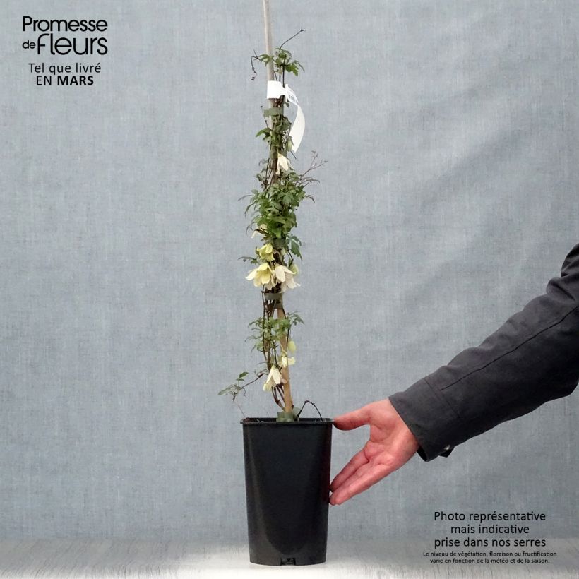 Example of Clématite - Clematis cirrhosa Balearica Pot de 2L/3L as you get in printemps