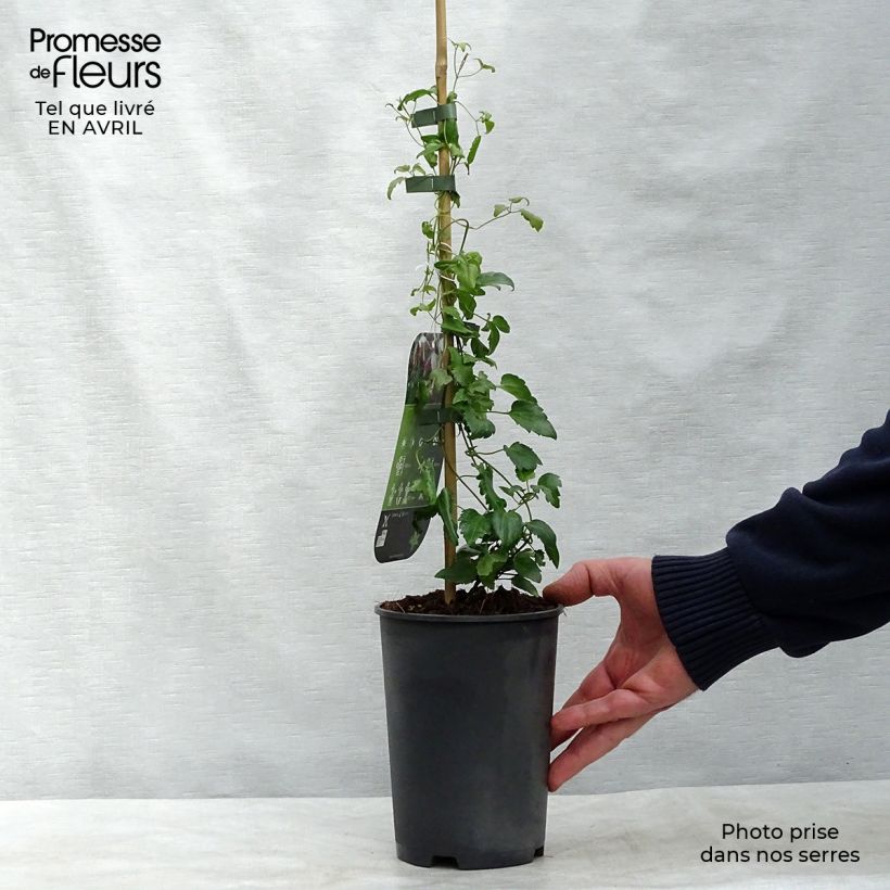 Example of Clématite - Clematis cirrhosa Freckles Pot de 2L/3L as you get in printemps
